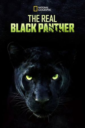 The Real Black Panther 2020